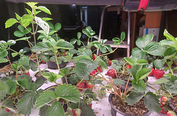 Цифровая Био-лаборатория для выращивания ягод – портал поставщиков НСППО - 3